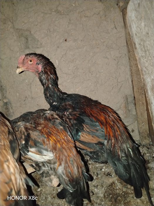 Aprel jujalar sotiladi