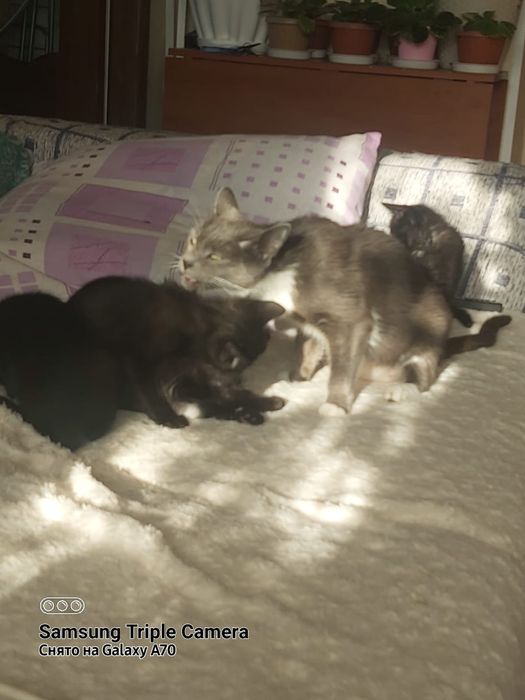 Катята маленькие