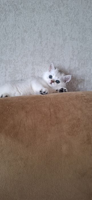 Чистокровные котята от правильной вязки