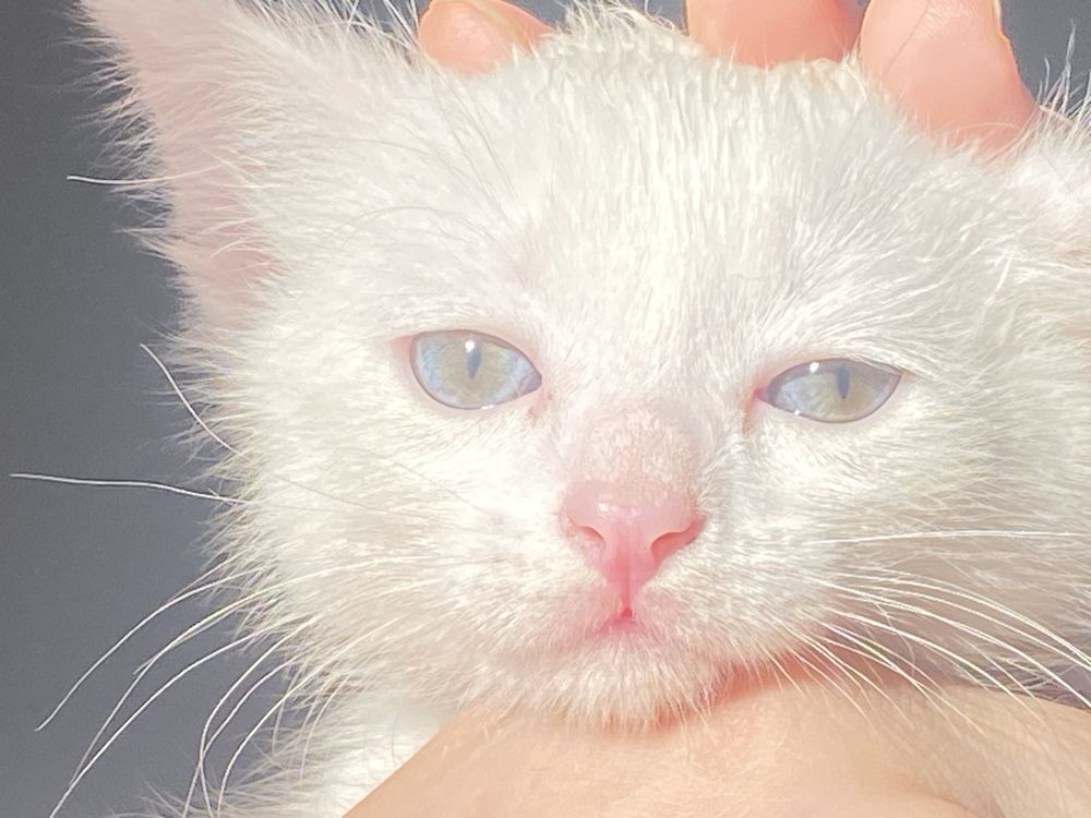 Продается котята