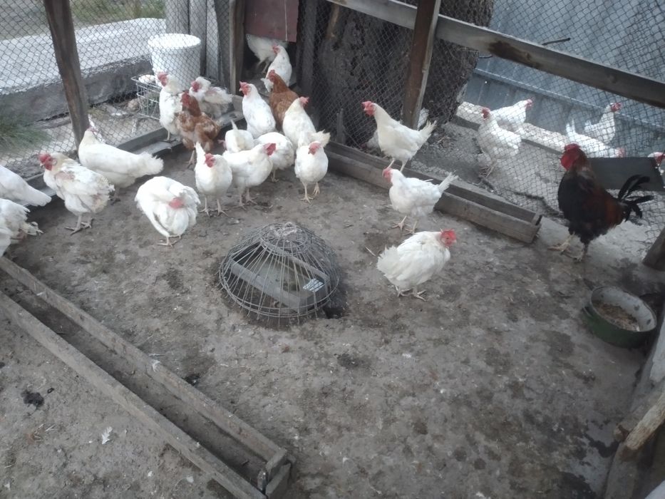 Продам курей несушки