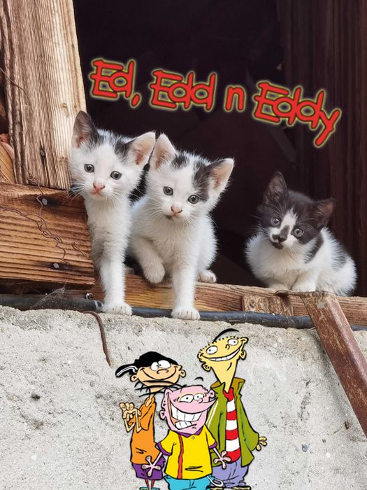 Pisici Mici si Draguti Baiat si Fata pentru Adoptie Donat Alb si Negru