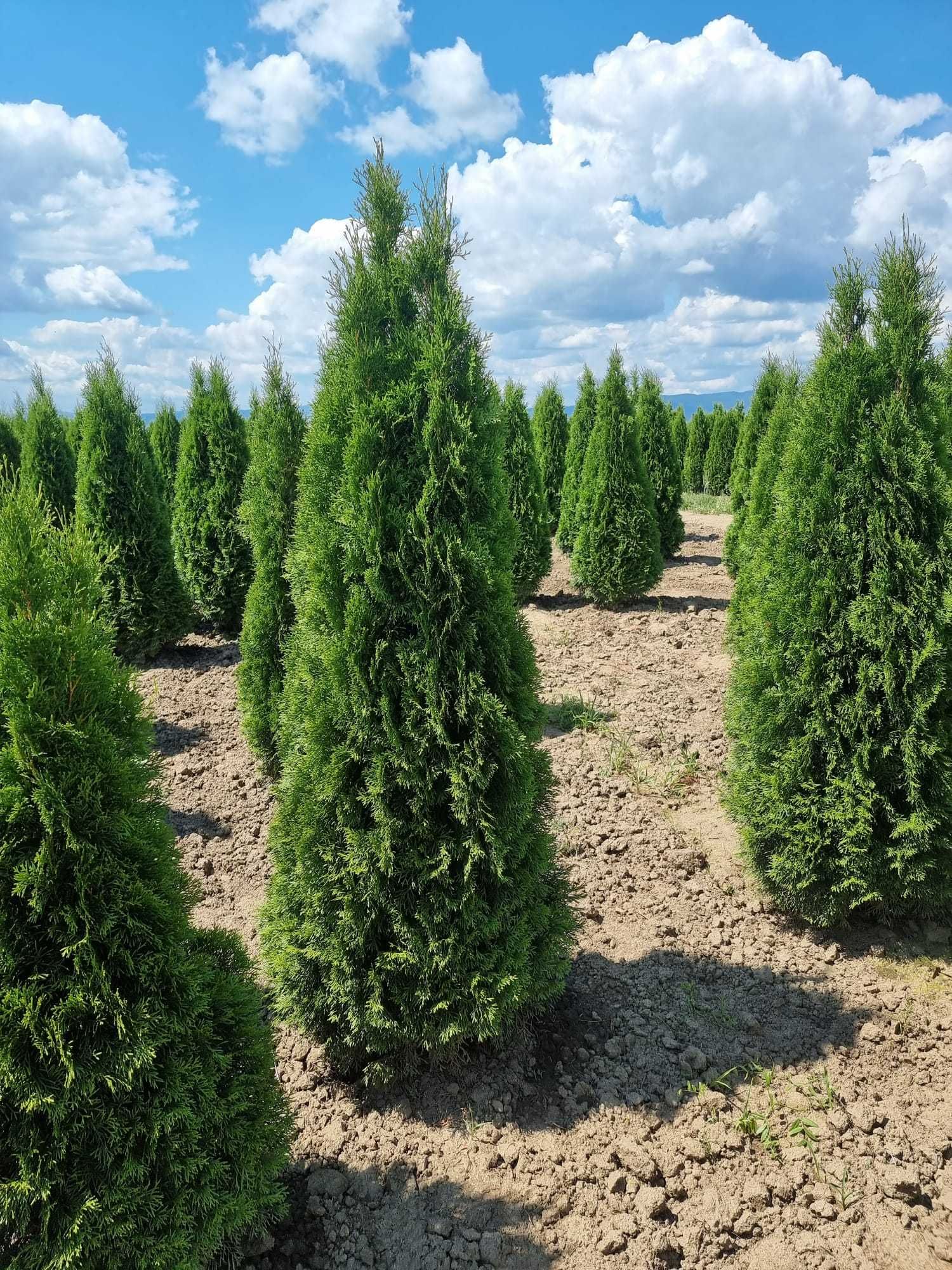 Tuia columnaris Tuia Smaralgd tuia spiral Photinia