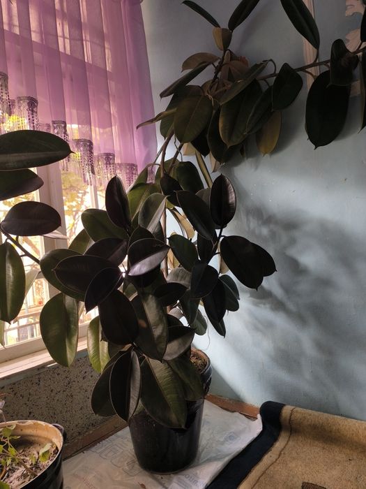 Фикус кора Шахзода китайский роза гуллари