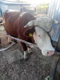 Vaca baltata de vanzare