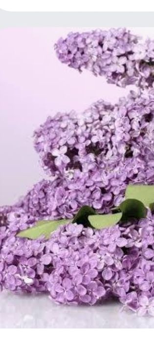 Vand liliac mov in ghiveci