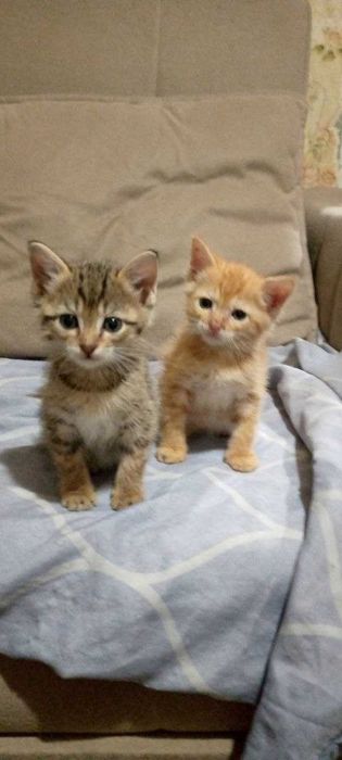 Котята в добрые и заботливые руки