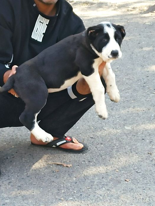 Шеночки алабаев чистокровные