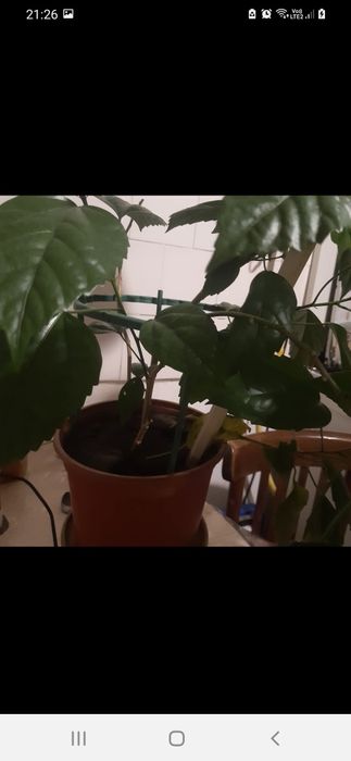 Trandafir japonez roșu