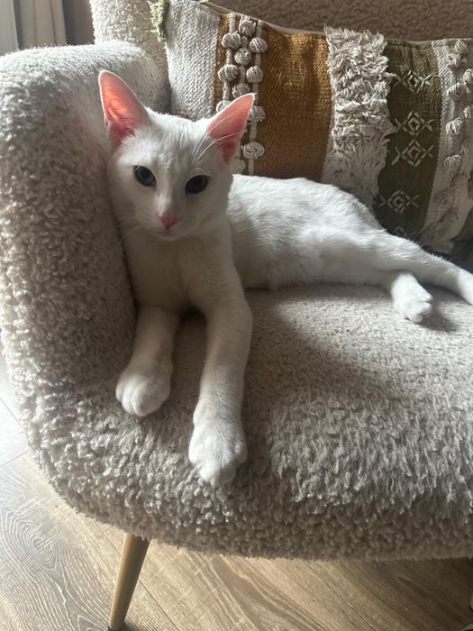 Puiut pentru adoptie