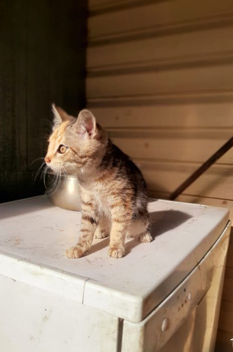 Котенок в добрые руки