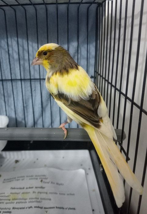 Kanareka avle moda sotladi