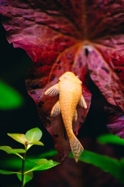 Мечиносцы, Моллинезии,Гуппи,Сомики Анциструсы и др Мирные рыбки.