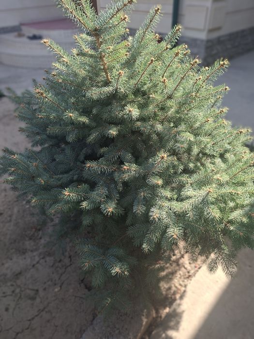 Голубой ель для сада