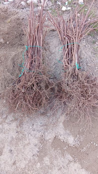 Vând butasi de vită de vie Roșca delevar căpșunica tamhiosa Izabela la