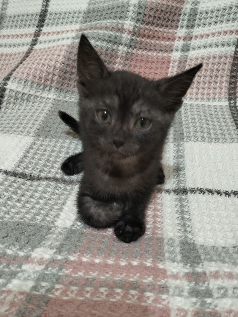 Отдам котенка девочку 2 месяца