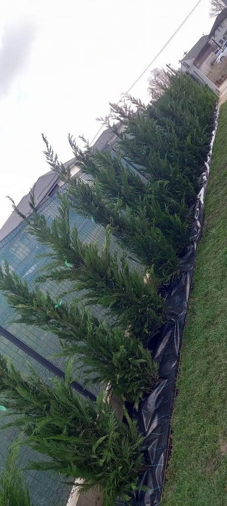 Cupressus leylandii 2.3m - 2.5m, calitate premium