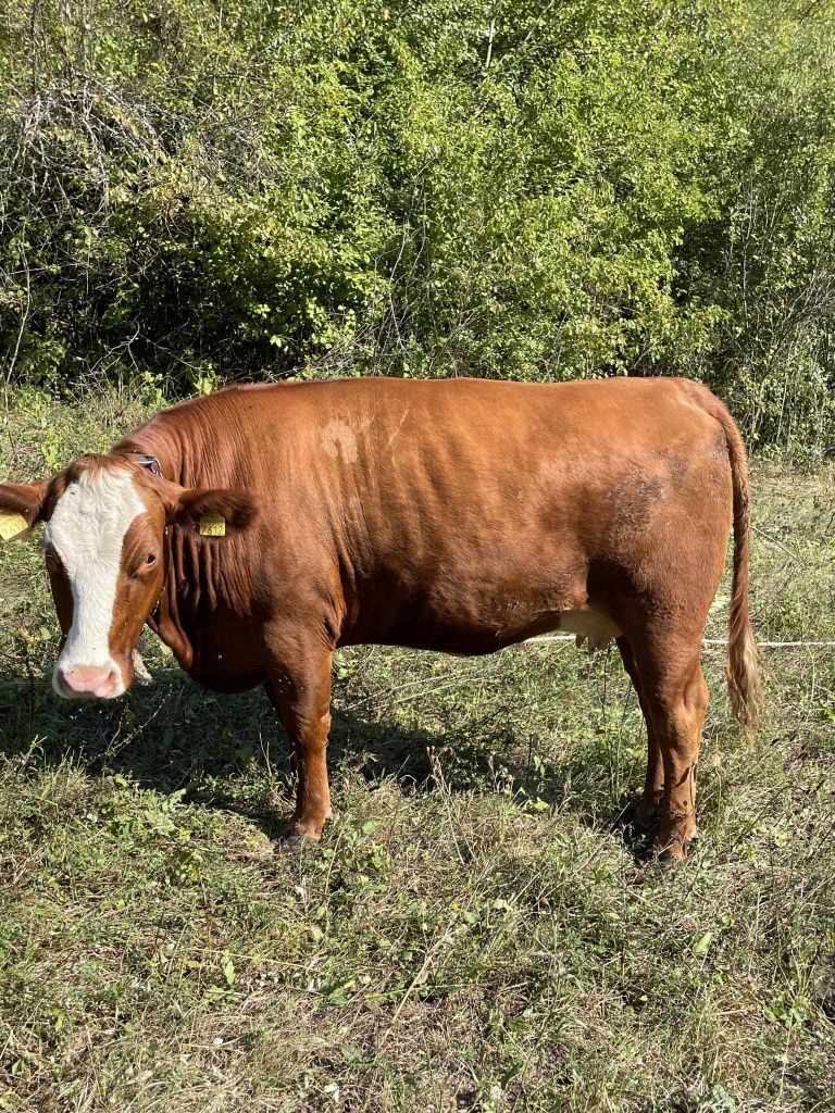 Vând doua vaci una agus rosu gestanta ceartă baltată românească