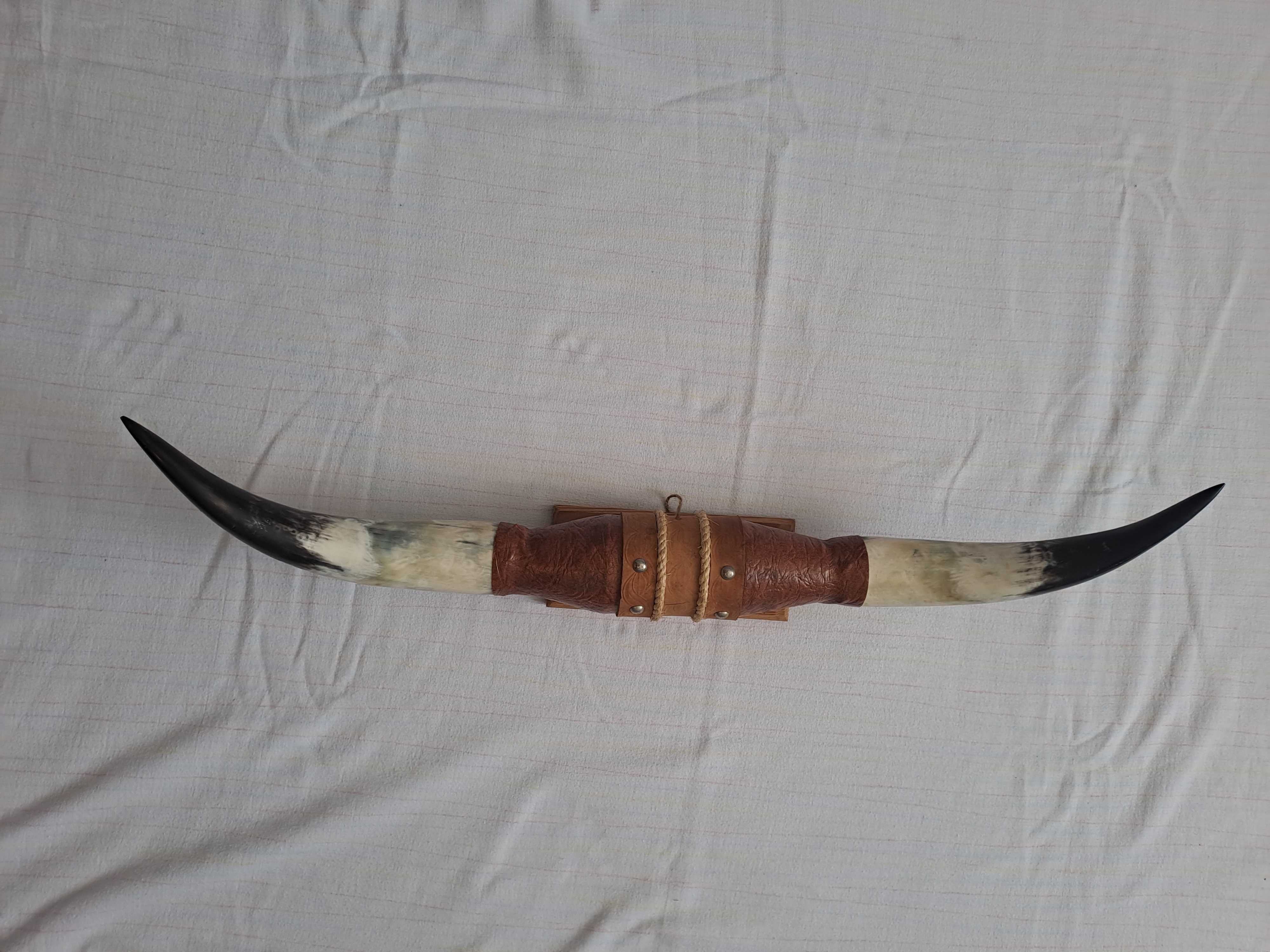 trofeu coarne bivol coarne taur 74 cm
