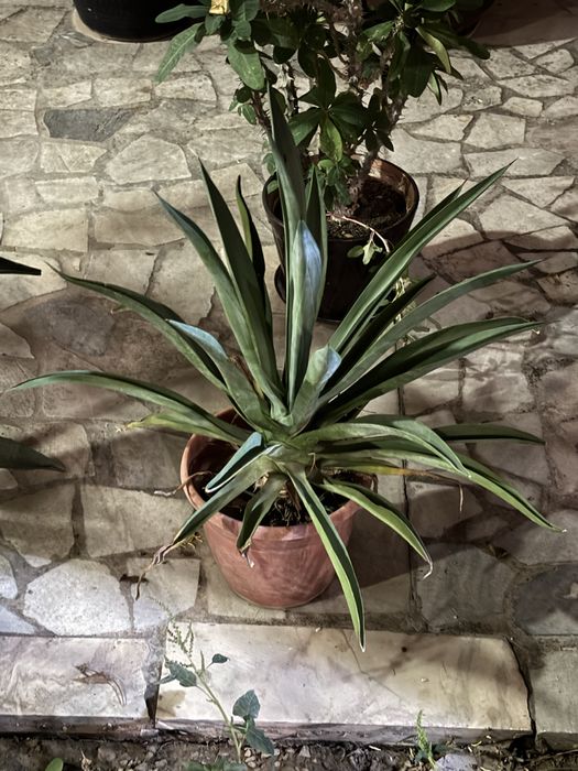 Shu gulla sotiladi xamasi kotasiyam bor kichkinasiyam bor