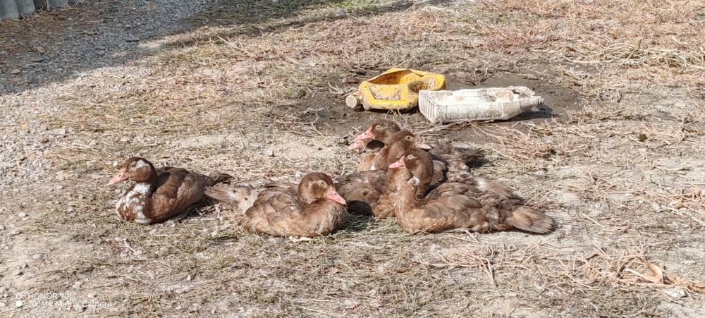 Продам уток домашних