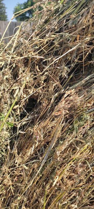 Vând baloți rotunzi de lucernă