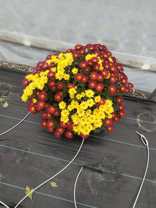 Crizanteme multiflora crizantemă