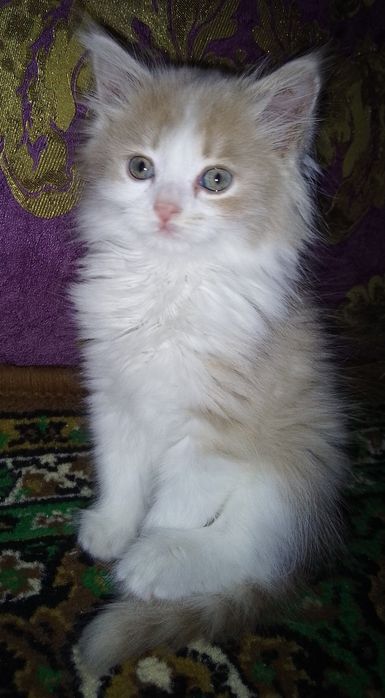 Regdoll      Zoddor muwuk bolasi sotiladi 2 oylik