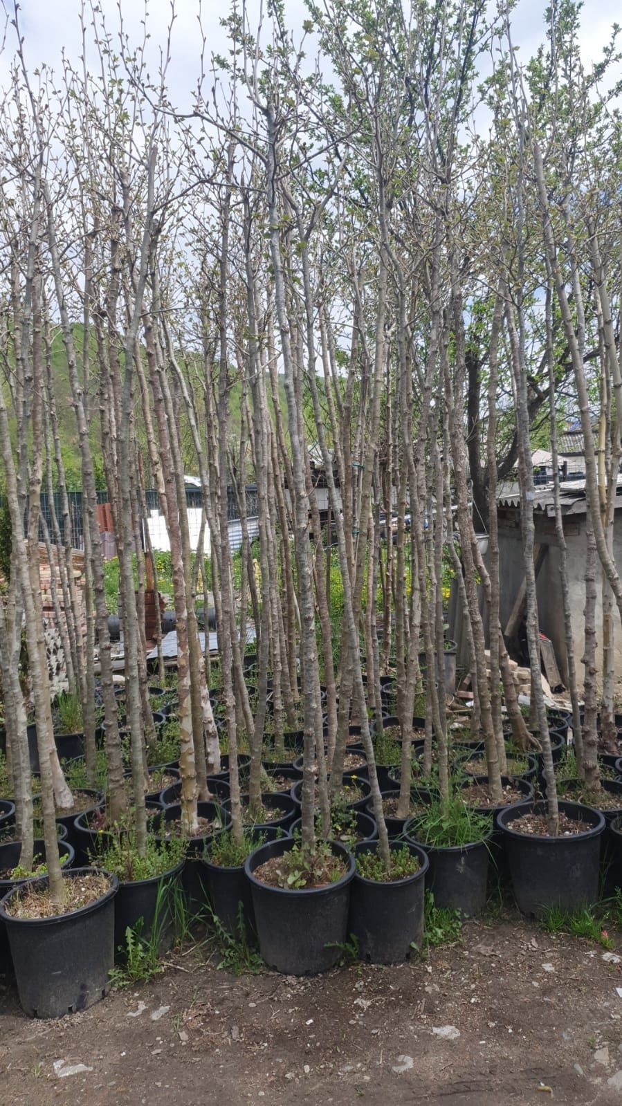 Plante verzi la ghiveci sau balot