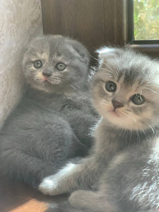 Продаются шотланские котята вислоухие