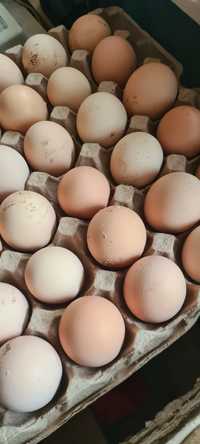 Продам инкубационное яйцо собственных кур