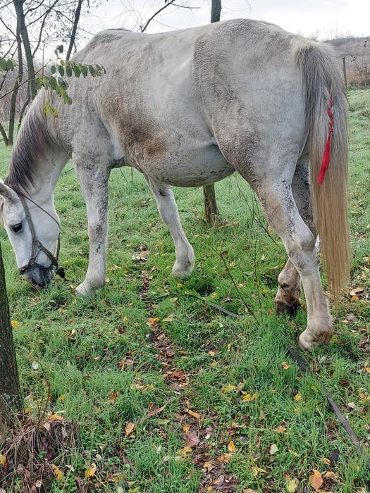 Iapă de vânzare  bună de căruță