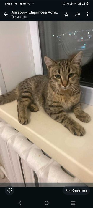 Отдам котят в хорошие руки