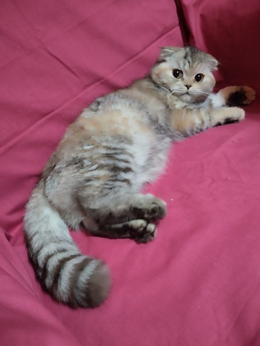 Продам  двух  кошечек, скотиш фолд  и  cтрайт .