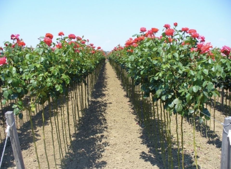 Vindem Magnolie diferite culori Angro!!!