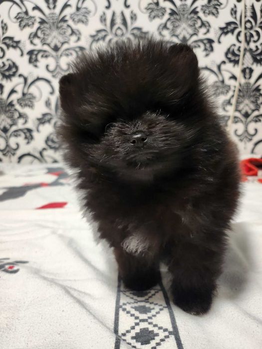 Черен померан момче