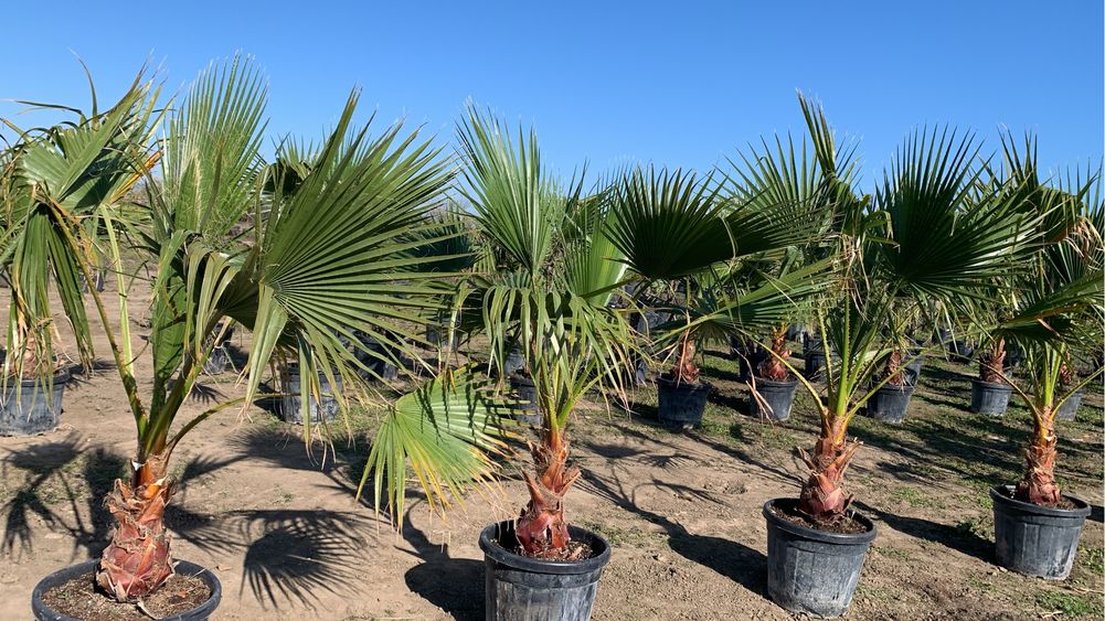 Washingtonia Robusta