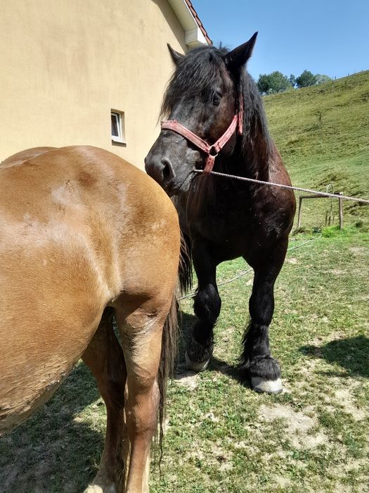 Vand iapa cu manza