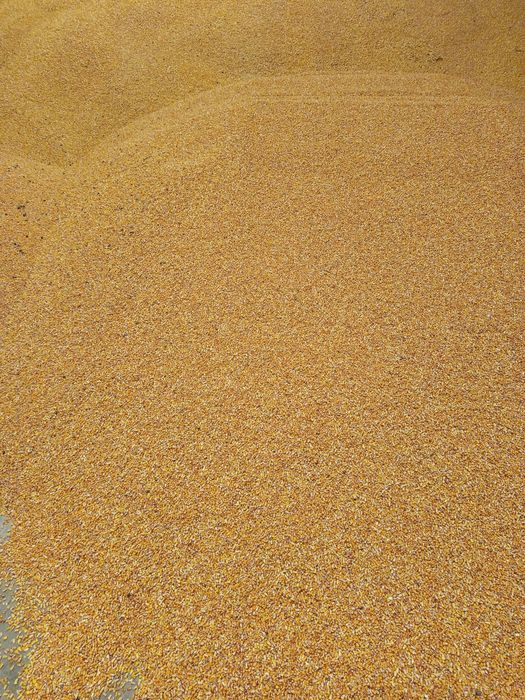 Porumb boabe producție 2025