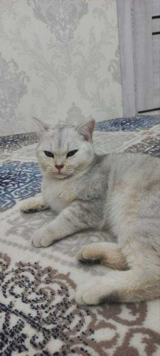 Шиншилла британская, Отдадим добрым людям