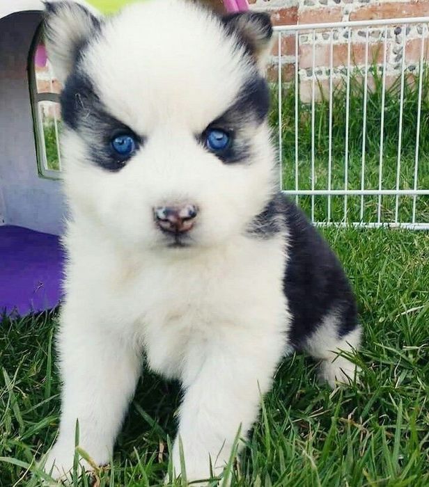 Husky siberian 1200 lei