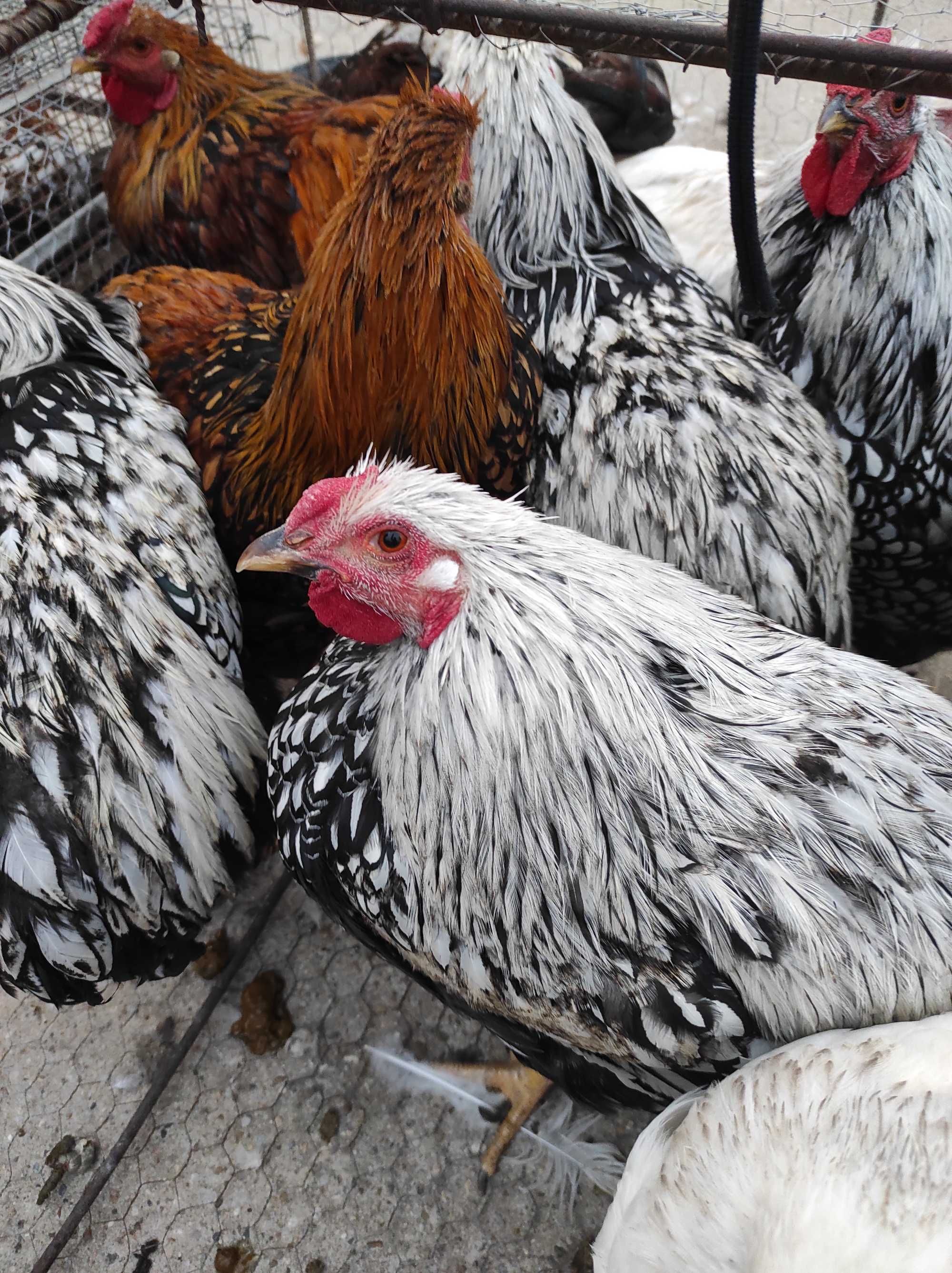 Păsări de rasă Brahma Wiandotte Australorp