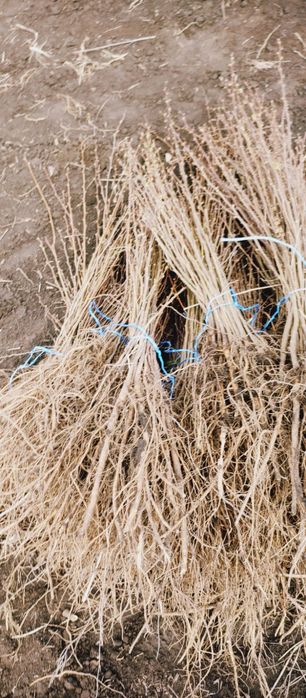 puieți forestieri pentru ampadurire
Preț salca