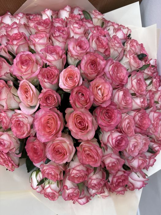 Голланские розы 51 шт