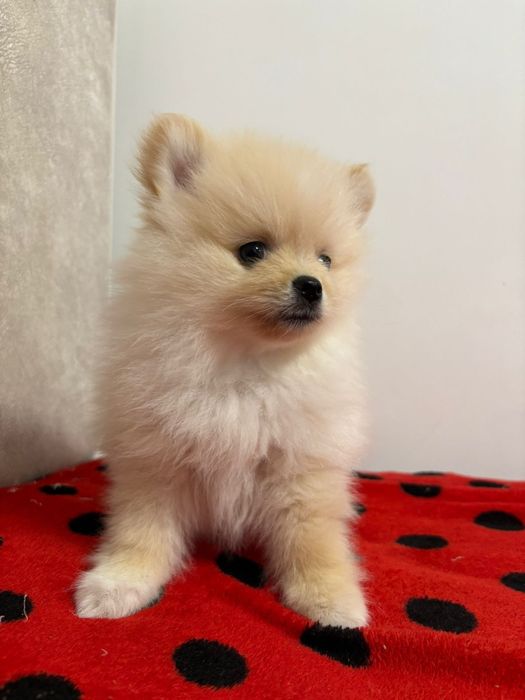 Catelusa pomeraniana