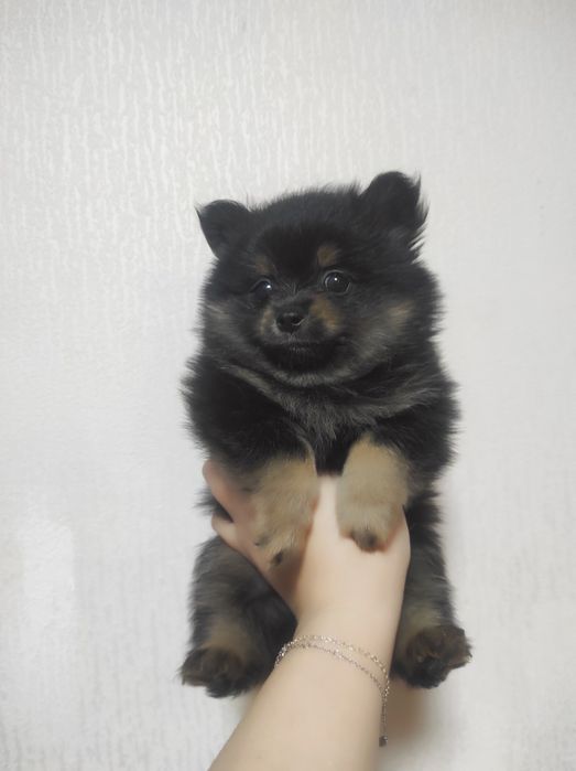 Продам щенков померанского шпица