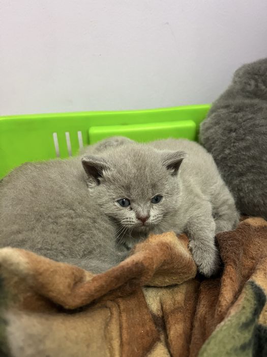 Шотландский мушукла сотилади