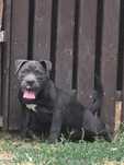 American Bully Pocket