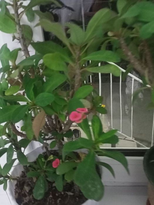 Molochay milaya. Molochay golland. Uy sharoyitida osgan