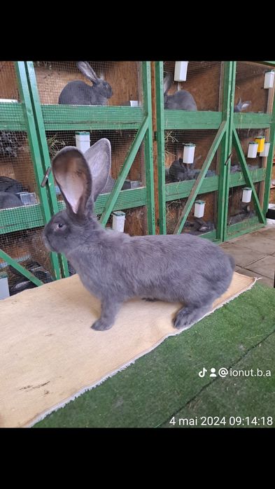 Vând urias german albastru